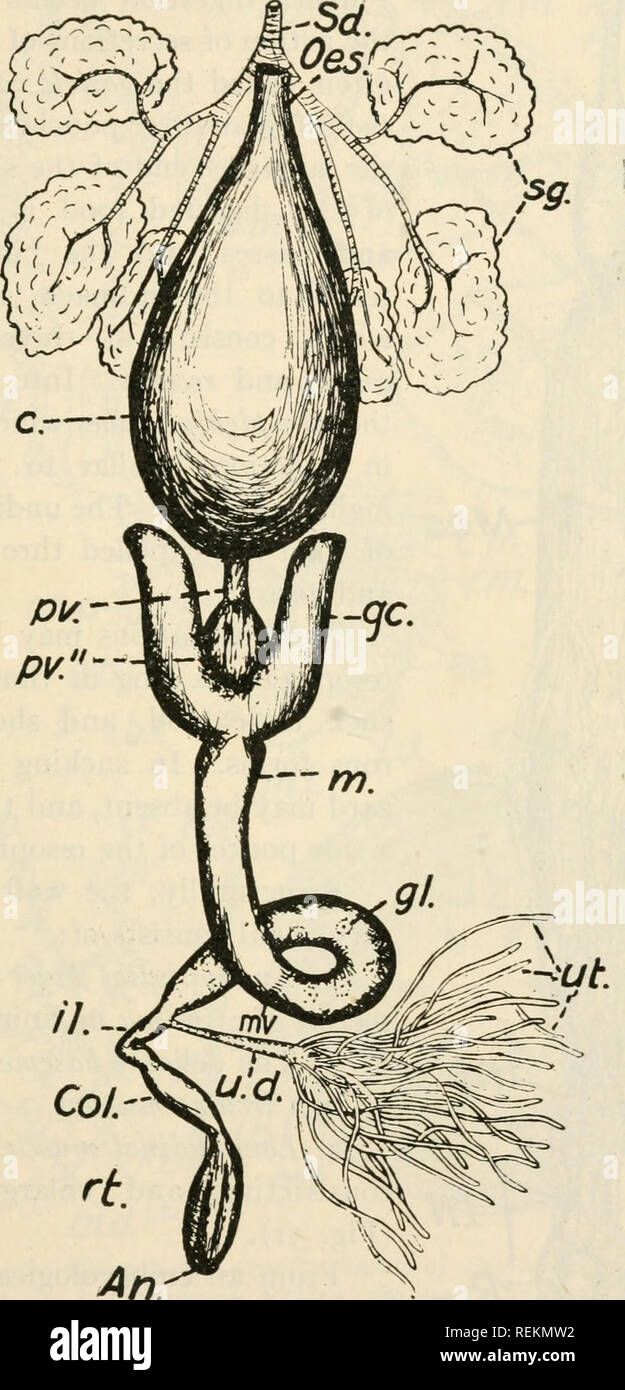 . Class book of economic entomology. Insects, Injurious and beneficial. [from old catalog]; Insects; Insects. STRUCTURE, GROWTH AND ECONOMICS OF INSECTS 25. Fig. 29.—Digestive canal of Gryllus pennsylvanicus. sd.. Salivary duct; Oes., oesophagus; Sg., salivary gland; C, crop; pv., pv.&quot;, proventriculus; gc, gastric caeca; m., mesenteron; Mv., valve between two divisions of the mesenteron; gl., digestive glands; il., ilium; u.d., duct of malpighian tubules; ut., malpighian tubules; Col., colon; rt., rectum; An., anus.. Please note that these images are extracted from scanned page images tha Stock Photo