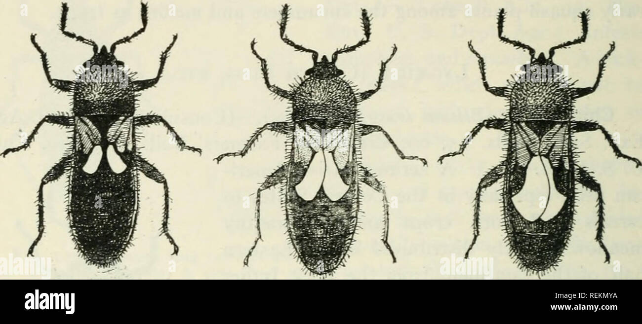. Class book of economic entomology, with special reference to the ...