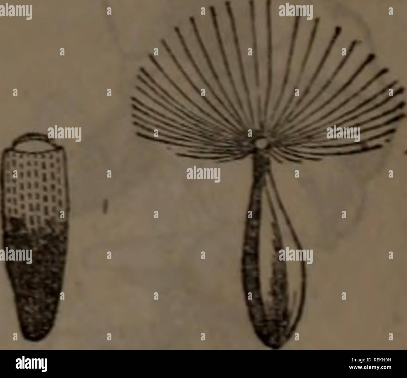 . Class-book of botany : being outlines of the structure, physiology and classification of plants : with a flora of the United States and Canada. Botany; Botany; Botany. Cypsela (incorrectly called nchenium) of the Composite, with various forms of pappus. 828, Ecli'pta procumbens, no pappus. 329, Ambrosia trifida. 330,IIelianthu» grosM-semtns, pappv.i 2-awned. 331, Ageratum conizoides, pappus of five scales. 882, Mulgedium, capillary pappni —cypsela slightly rostrate. 333, Lactuca elongata, rostrate cypsela. 486. Other reductions. Again, the calyx or the limb of the calyx is reduced to a mere  Stock Photo