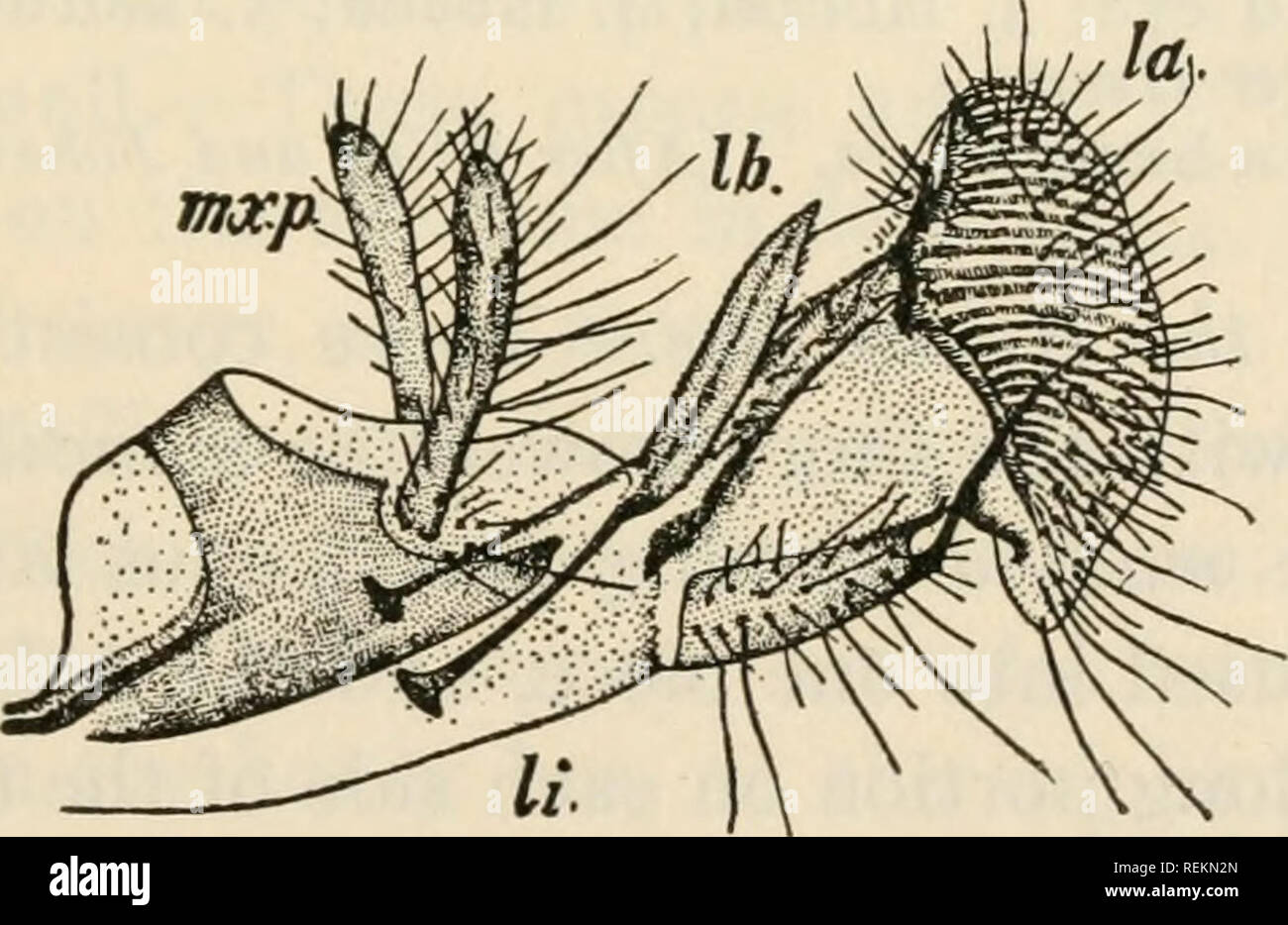 . Class book of economic entomology. Insects, Injurious and beneficial. [from old catalog]; Insects; Insects. Pig. II.—Mouth-parts of female mosquito (Culex pipiens). A, Dorsal aspect; B, transverse section; C, extremity of maxilla; D, extremity of labrum-epi- pharynx; a., antenna; e., compound eye; h., hypopharynx; I., labrum-epipharynx; /*., labium; m., mandible; mx., maxilla; p., maxillary palpus. {After Folsom and Dimmock.). Fig. 12.—Mouth-parts of the house-fly (Musca domestica). lb., Labrum; tnx.p., maxillary palpi; li., labium; la., labellum. {After Kellogg.) Mouth-parts of the Butterfl Stock Photo