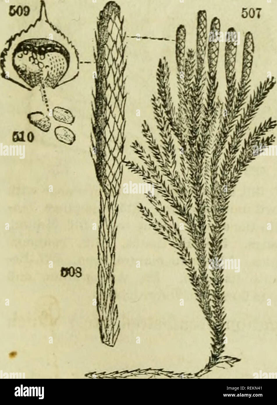 . Class-book of botany: being outlines of the structure, physiology and classification of plants; with a flora of the United States and Canada. Botany; Plants; Plants. 504 506 502 503 502, Equisetum arvense. 503, E. sylvaticum. 504. Section of the spike. 505, A sporange. 506, A sporo with its elators coiled.. 807, Lycopodium dendroideum. 50S, A single spike. 509, a. scale with its sporange bursting. 510, Spores. 624. Classes. The tribe last mentioned are embraced in the class Acrogens, so named by Lindley from their manner of growth (dtcpov, point or summit), lengthening into an axis. The rema Stock Photo