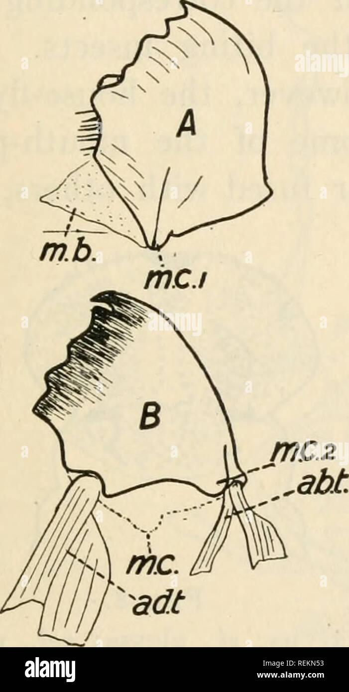 . Class book of economic entomology. Insects, Injurious and beneficial. [from old catalog]; Insects; Insects. STRUCTURE, GROWTH AND ECONOMICS OF INSECTS Ephemerida, and Coleoptera; suctorial^ present in the Hemiptera, Lepidoptera and Diptera; and mandibulate-suctorial in the Hymen- optera. The mouth-parts with the exception of the labrum are true appendages of the head segments, and in the embryo arise in exactly the same way as the legs and antennae. Mandibulate Mouth-parts.—The mouth-parts of biting insects consist of: the labrum or upper lip attached to the clypeus (Figs. 2 and 4); a pair o Stock Photo