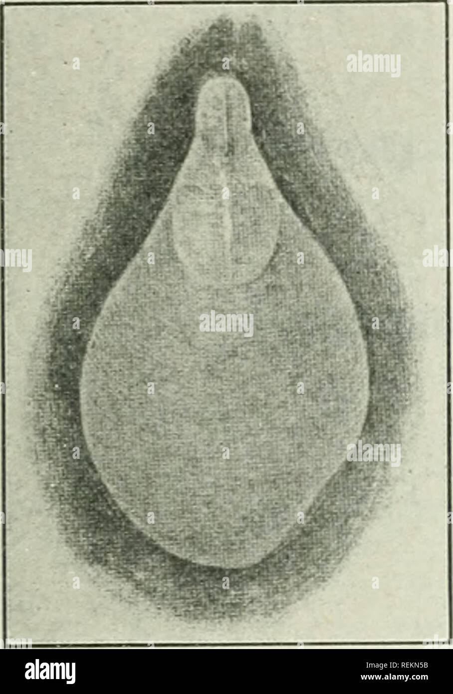 . Class book of economic entomology, with special reference to the economic insects of the northern United States and Canada. Beneficial insects; Insect pests; Insects; Insects. CLASSIFICATION AND DESCRIPTION OF COMMON INSECTS 133 Long-tailed Mealy Bug (Pseudococcus longispinns Targ.).—A small mealy coated insect, viviparous, occurring on Coleus, ferns, croton, Poinsettia and citrous plants (Fig. 81). Citrus or Greenhouse Mealy Bug [Pseudococcus citri Risso).—Ovi- parous; occurs on Coleus, ferns and citrous plants. Common (Fig. 81). Clover Root Mealy Bug {Pseudococcus trifolii Forbes).—Occurs  Stock Photo