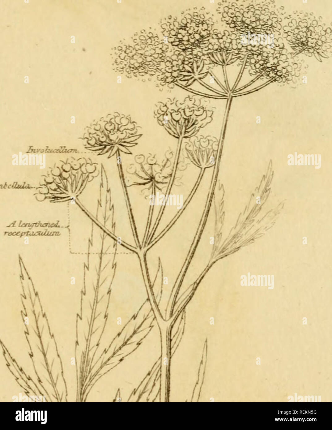 . The classes and orders of the Linnaean system of botany : Illustrated by select specimens of foreign and indigenous plants. Plants; Plants. 4. DIGYNIA. CLASS V ORDEK, 2 WATER HEMLOCK rirUrOuU..^. Uli( /M:'; ill//^'' CICUTA V1ROS5A j.r^j^fi. Please note that these images are extracted from scanned page images that may have been digitally enhanced for readability - coloration and appearance of these illustrations may not perfectly resemble the original work.. Duppa, Richard, 1770-1831. London : Printed by T. Bensley for Longman, Hurst, Rees, Orme, and Brown Stock Photo