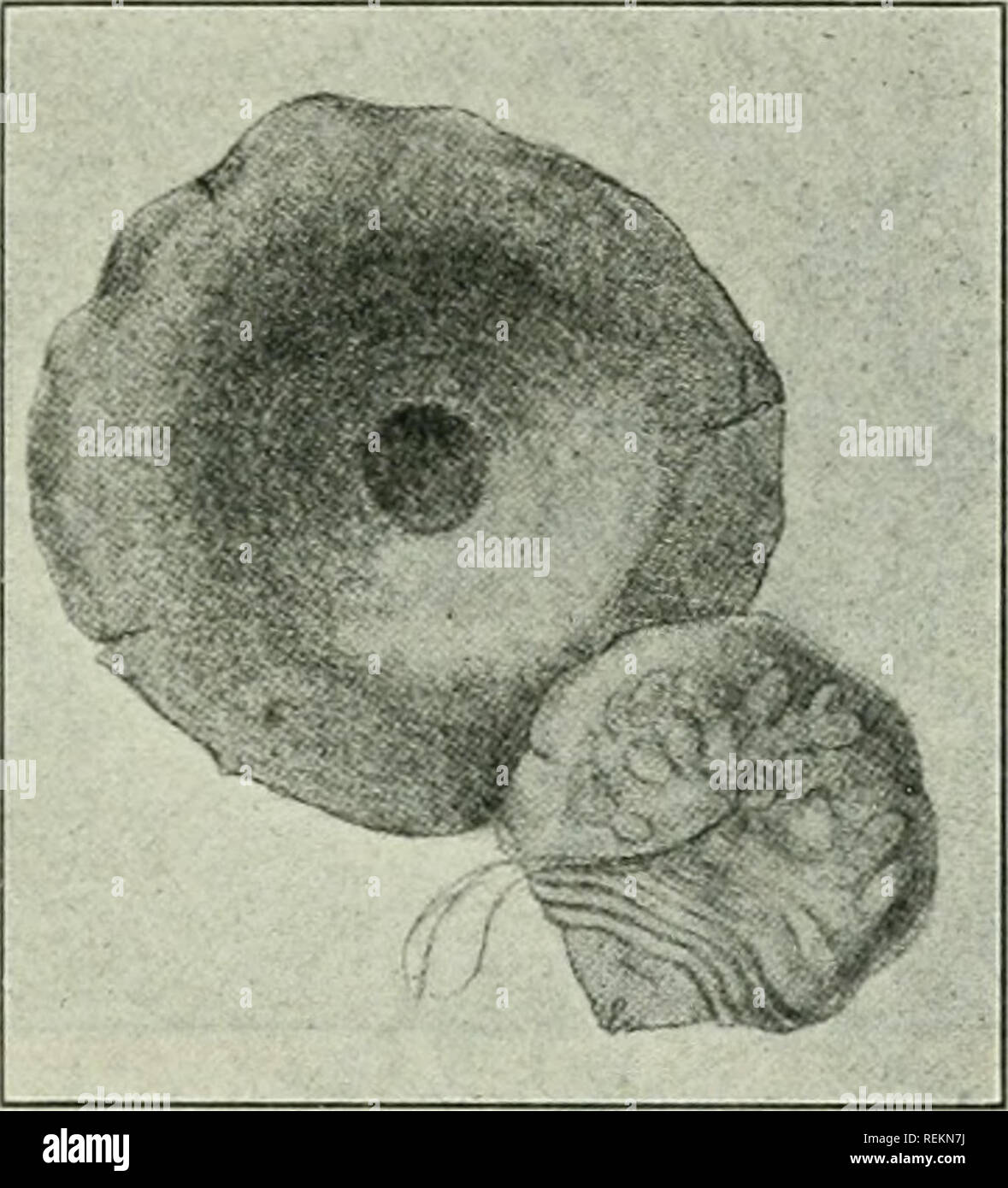 . Class book of economic entomology, with special reference to the economic insects of the northern United States and Canada. Beneficial insects; Insect pests; Insects; Insects. CLASSIFICATION AND DESCRIPTION OF COMMON INSECTS 125 Adults.—Female scale oyster-shell shaped, narrow, /-i-Mo inch long, brownish-black; male scale smaller and ovate. Eggs.—Yellowish-white, laid in September-October under the female scale (50-60). Destroyed by a mite Hemisarcopies malus. Nymphs.—The eggs hatch in late May or early June, or shortly after the apple blossoms fall, into active 6-legged pale yellowish larva Stock Photo