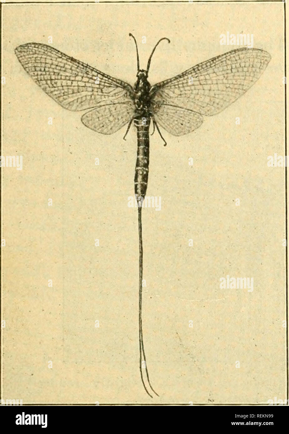 . Class book of economic entomology, with special reference to the economic insects of the northern United States and Canada. Beneficial insects; Insect pests; Insects; Insects. CLASSIFICATION AND DESCRIPTION OF COMMON INSECTS 97 C. Abdomen with 2 or 3 long filaments; lower wings much smaller than upper; antennae short.^—Ephcmcrida (May-flies) (Fig. 53).. CC. Abdomen without jointed filaments; wings about equal in size; antennas short. Odonata (Dragon-flies). The larvae of most of the Neuropteroid insects are aquatic and are of little economic importance in agriculture. They are of importance, Stock Photo