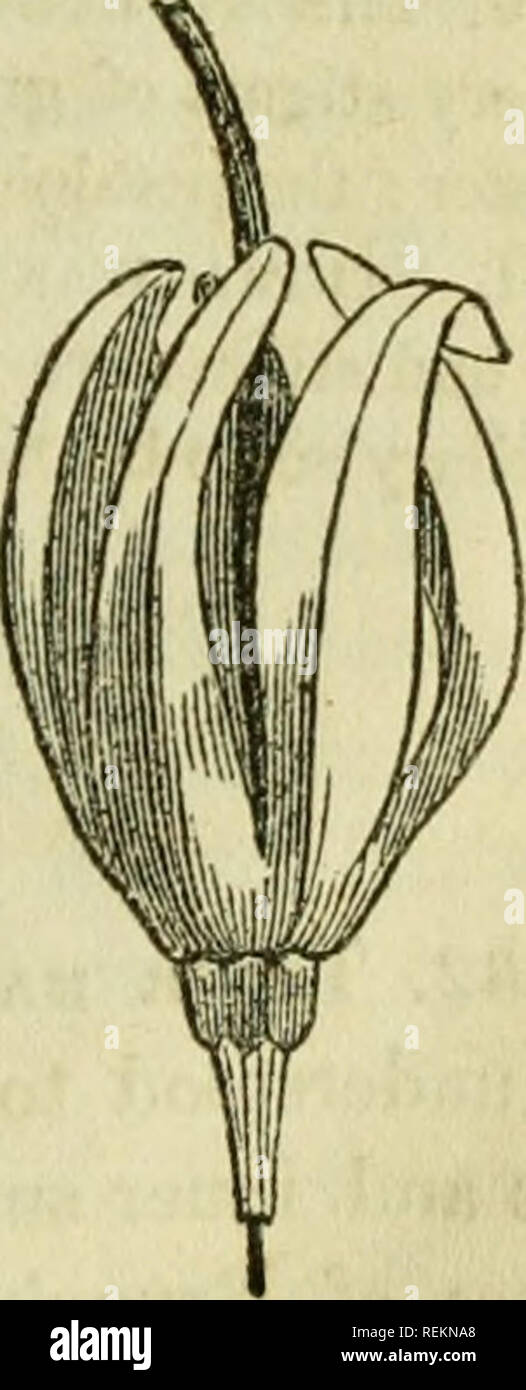 . Class-book of botany: being outlines of the structure, physiology and classification of plants; with a flora of the United States and Canada. Botany; Plants; Plants. 894 895 396 397 89T, Flower of Dodecatheon Meadia. 394, Vertical section showing the free central placenta. 895, Vertical section of Lucojuin (Snow-drop). 396, Cross section of ovary.. Please note that these images are extracted from scanned page images that may have been digitally enhanced for readability - coloration and appearance of these illustrations may not perfectly resemble the original work.. Wood, Alphonso, 1810-1881. Stock Photo