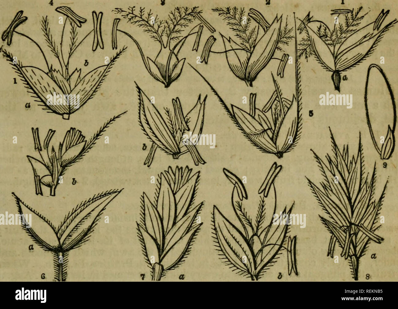. A class-book of botany, designed for colleges, academies, and other seminaries. Illustrated by a flora of northern, middle, and western states; particularly of the United States north of the Capitol, lat. 38 3/4. Botany; Plants; Plants. Aristida. CLXI. GRAMINEjE. s a 595. Tribe 1. STIPACEiE.—Infloresence panicled. Spikelets solitary, 1-flower- ed. Glumes membranaceous. Paleae mostly two, lower one coriaceous, involute, awned. 1. ARISTIDA. Lat. arista, an awn; characteristic of the genus. Panicle contracted or racemose; glumes 2, unequal; paleae pedi- cellate, lower one with 3 long awns at th Stock Photo