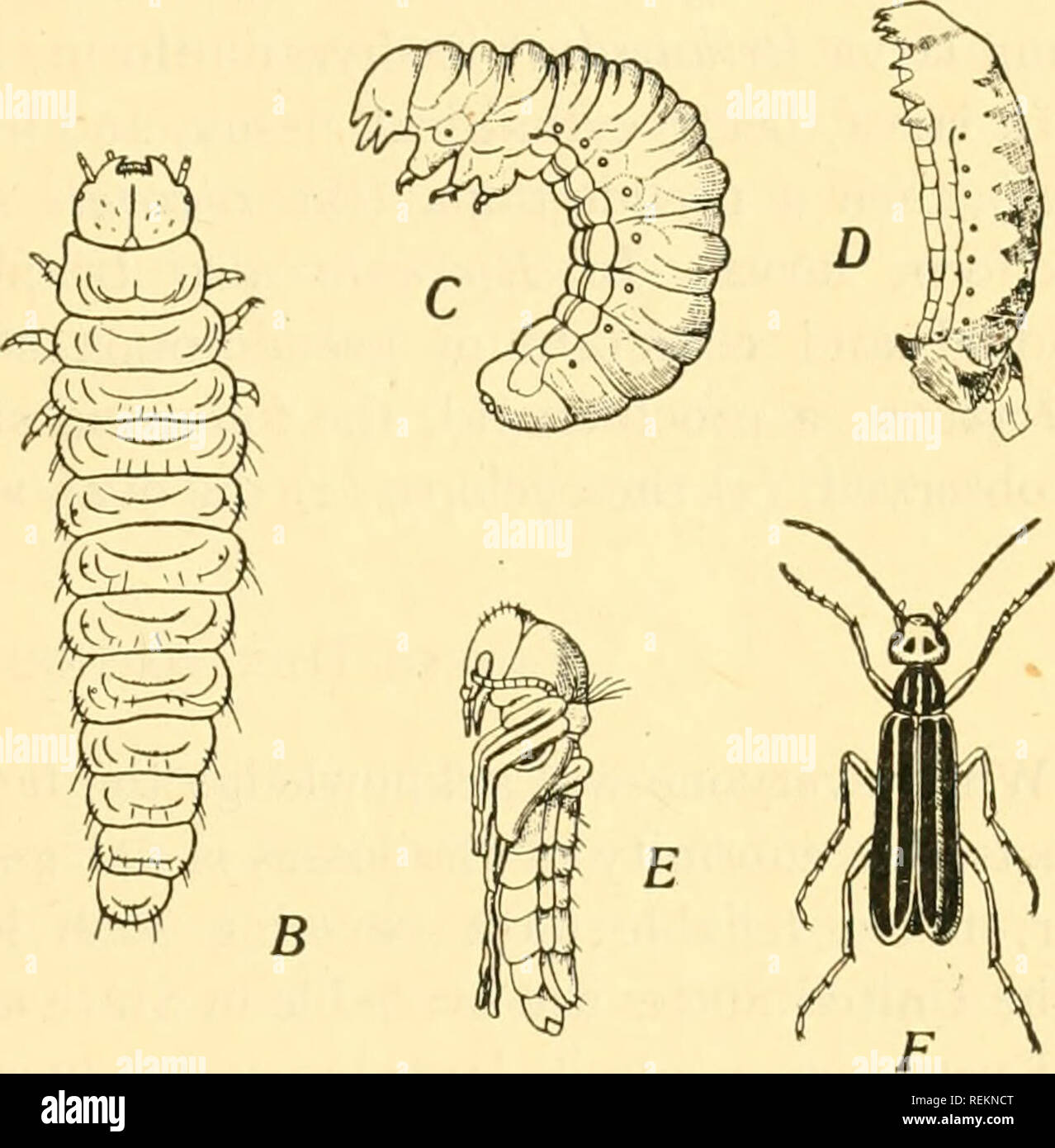 . Class book of economic entomology, with special reference to the economic insects of the northern United States and Canada. Beneficial insects; Insect pests; Insects; Insects. Fig. 40.—Stages in the hypermetamorphosis of Epicauta. A, Triungulin; B, carabidoid stage of second larva; C, ultimate stagejof second larva; D, coarctate larva; E, pupa; F, imago. E is species cinerea; the others are vitlata. All enlarged except F. {After Riley, from Trans. St. Louis Acad. Science.) of the larval organs are reconstructed into imaginal or adult tissues. The imaginal organs arise from embryonal tissues  Stock Photo