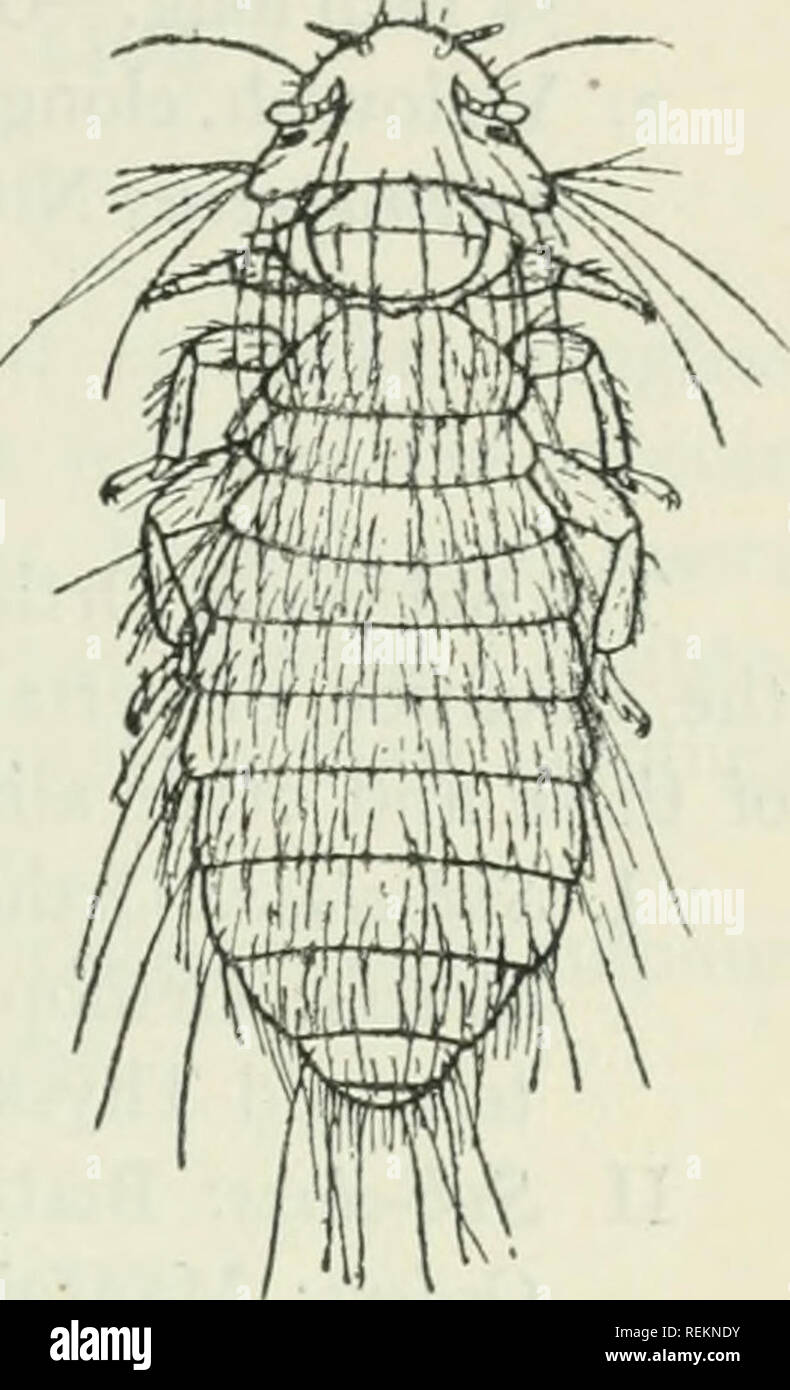 Barre Insect . Class book of economic entomology, with special reference to the ...