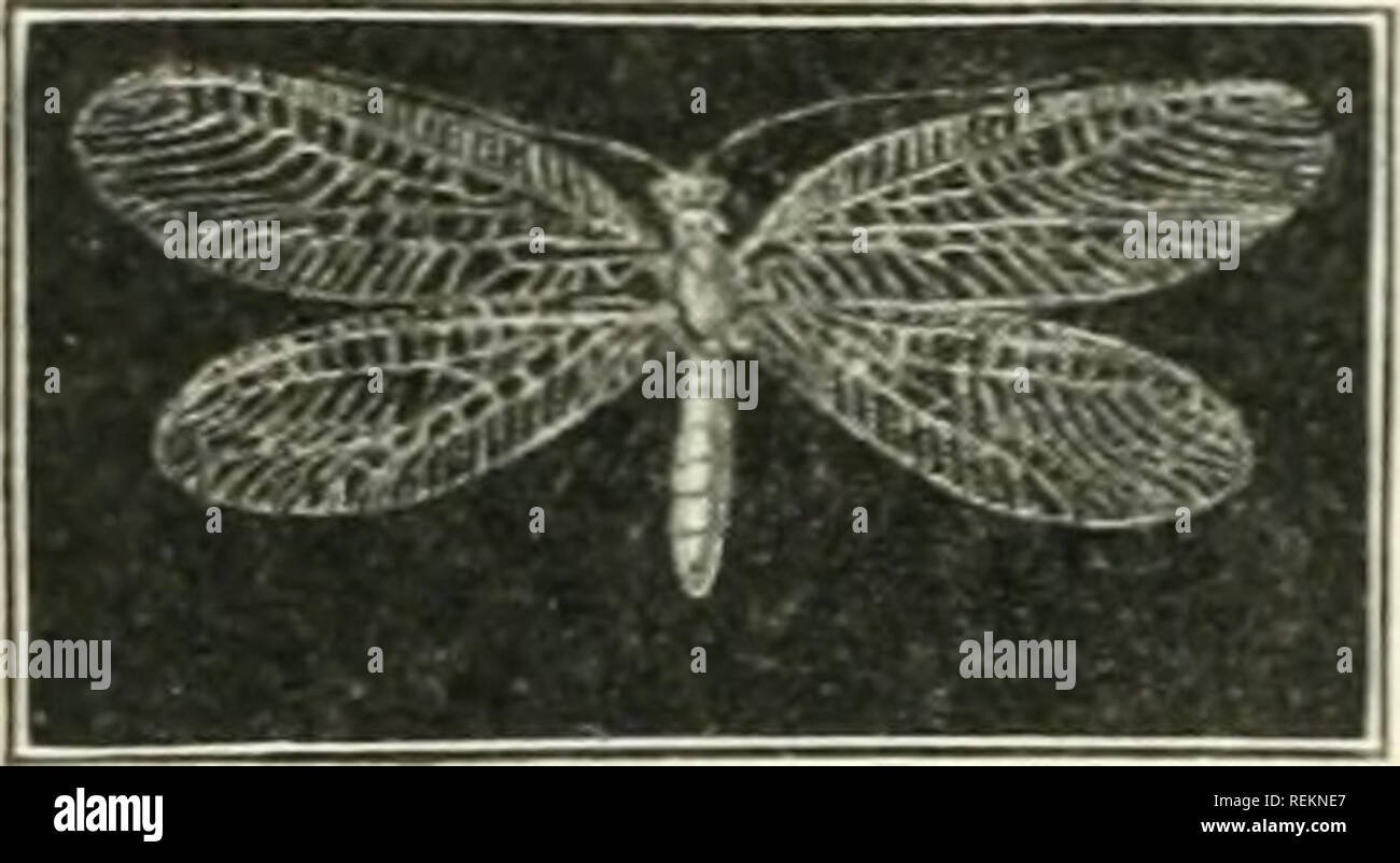 . Class book of economic entomology, with special reference to the