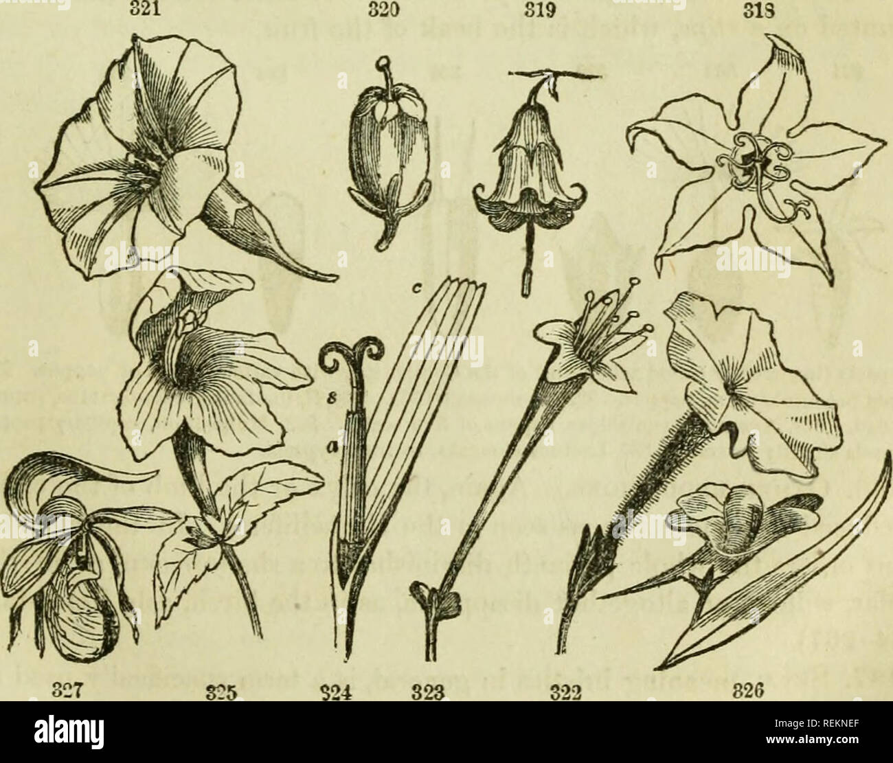 . Class-book of botany: being outlines of the structure, physiology and classification of plants; with a flora of the United States and Canada. Botany; Plants; Plants. THE FLORAL ENVELOPS, OR PERIANTH. 97 478. Urceolate, urn-sliaped; an oblong or globular corolla with a narrow opening, as tho whortleberry, heath. 479. Funnel-form (infundibulifomi), narrow tubular below, gradu- ally enlarging to the border, as morning-glory. 480. Salver-form (hypocrateriform), the tube ending abruptly in a horizontal border, as in Phlox, Petunia, both of which are slightly ir- regular. 481. Tubular, a cylindrac Stock Photo