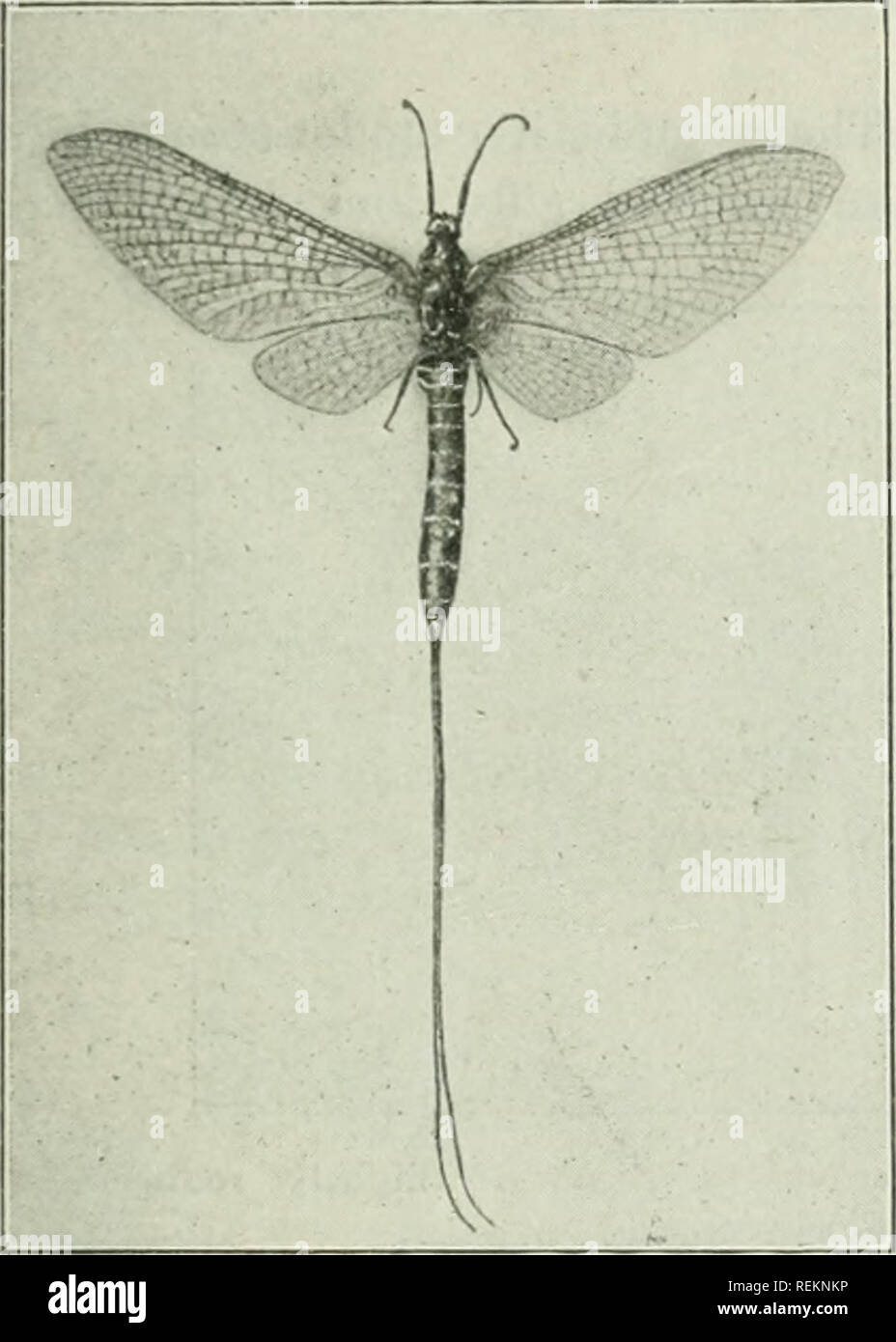 . Class book of economic entomology, with special reference to the economic insects of the northern United States and Canada. Beneficial insects; Insect pests; Insects; Insects. CLASSIFICATION AND DESCRIPTION OF COMMON INSECTS 97 C. Abdomen with 2 or 3 long filaments; lower wings much smaller than upper; antenna: short.—Ephcmcrida (May-flies) (Fig. 53). CC. Abdomen without Jointed filaments; wings about equal in size; antenna; short. Odonala (Dragon-flics). The larva; of most of the Neuropteroid insects are aquatic and are of little economic importance in agriculture. They are of importance, h Stock Photo