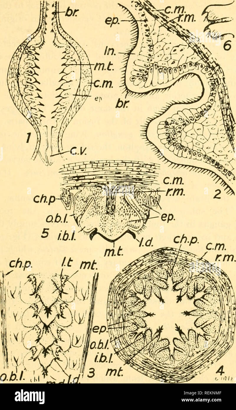 . Class book of economic entomology, with special reference to the economic insects of the northern United States and Canada. Beneficial insects; Insect pests; Insects; Insects. STRUCTURE, GROWTH AND ECONOMICS OF INSECTS 27. Fig. 31.—Sections through the proventriculus of Gryllus pennsylvanicus. (All greatly enlarged.) i. Longitudinal section through the median denticles. 2. Transverse section passing through two folds of the anterior division of the proven- triculus. 3. Surface view of a portion of one of the dental folds showing the chi- tinous partition and four of the transverse rows of te Stock Photo