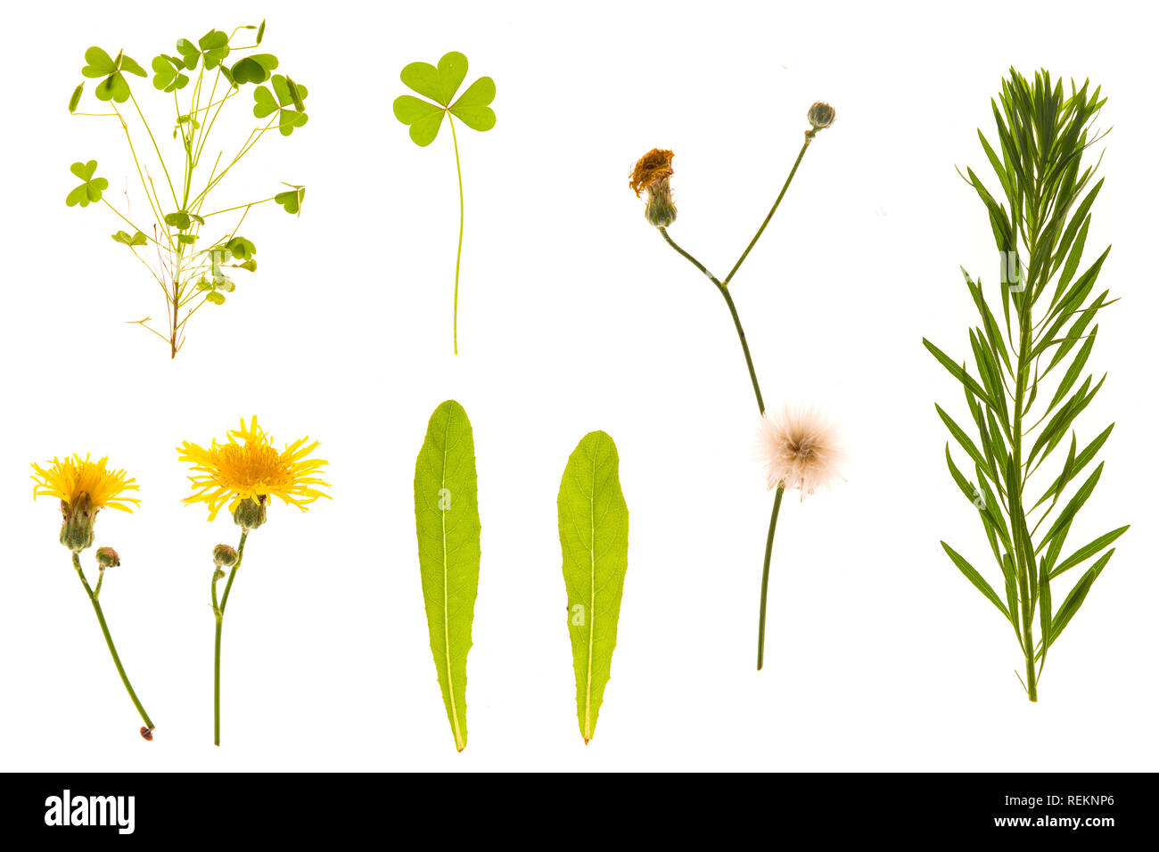 Set of grass, leaves, flowers, plants, and stems. Collection of green