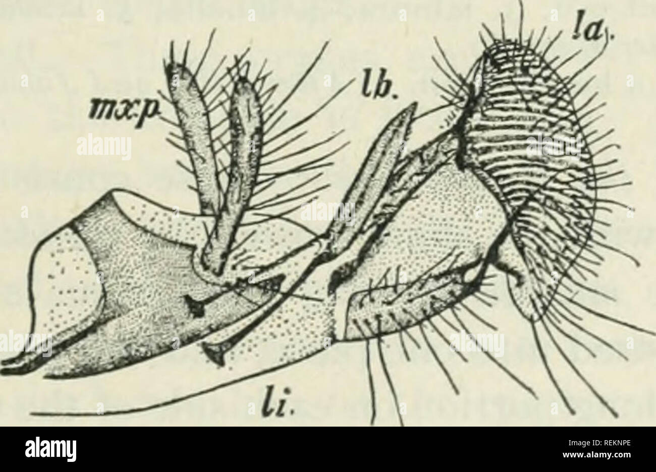 . Class book of economic entomology, with special reference to the economic insects of the northern United States and Canada. Beneficial insects; Insect pests; Insects; Insects. Fig. II.—Mouth-parts of female mosquito (Culex pipiens). A, Dorsal aspect; B, transverse section; C, extremity of maxilla; D, extremity of labrum-epi- pharynx; a., antenna; e., compound eye; h., hypopharynx; /., labrum-epipharynx; li., labium; m., mandible; mx., maxilla; p., maxillary palpus. {Aper Folsom and Dimtnock.). Fig. 12.—Mouth-parts of the house-fly {Musca domestica). lb., Labrum; mx.p., maxillary palpi; li.,  Stock Photo