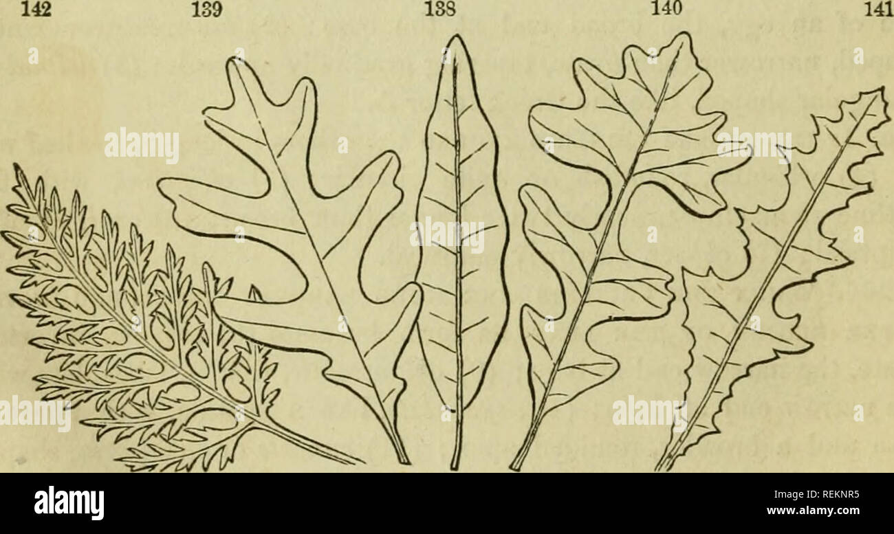 . Class-book of botany: being outlines of the structure, physiology and classification of plants; with a flora of the United States and Canada. Botany; Plants; Plants. 130 131 132 133 Forms of leaves. 130, Silene Virginica. 181, Magnolia Fraseri. 136, Arabis dentate. 18T, Polygonum arifolium. 132, Hepatica acutiloba. 133, Asarum Virginicum. 134, Hydro- cotyle Americana. 135, II. umbellata. veinlets than upon the relative development of the intervening tissue. The prefix pinnated is obviously used in contrast with palmated among palmate-veined forms.. Feather-veined leaves, approaching the comp Stock Photo