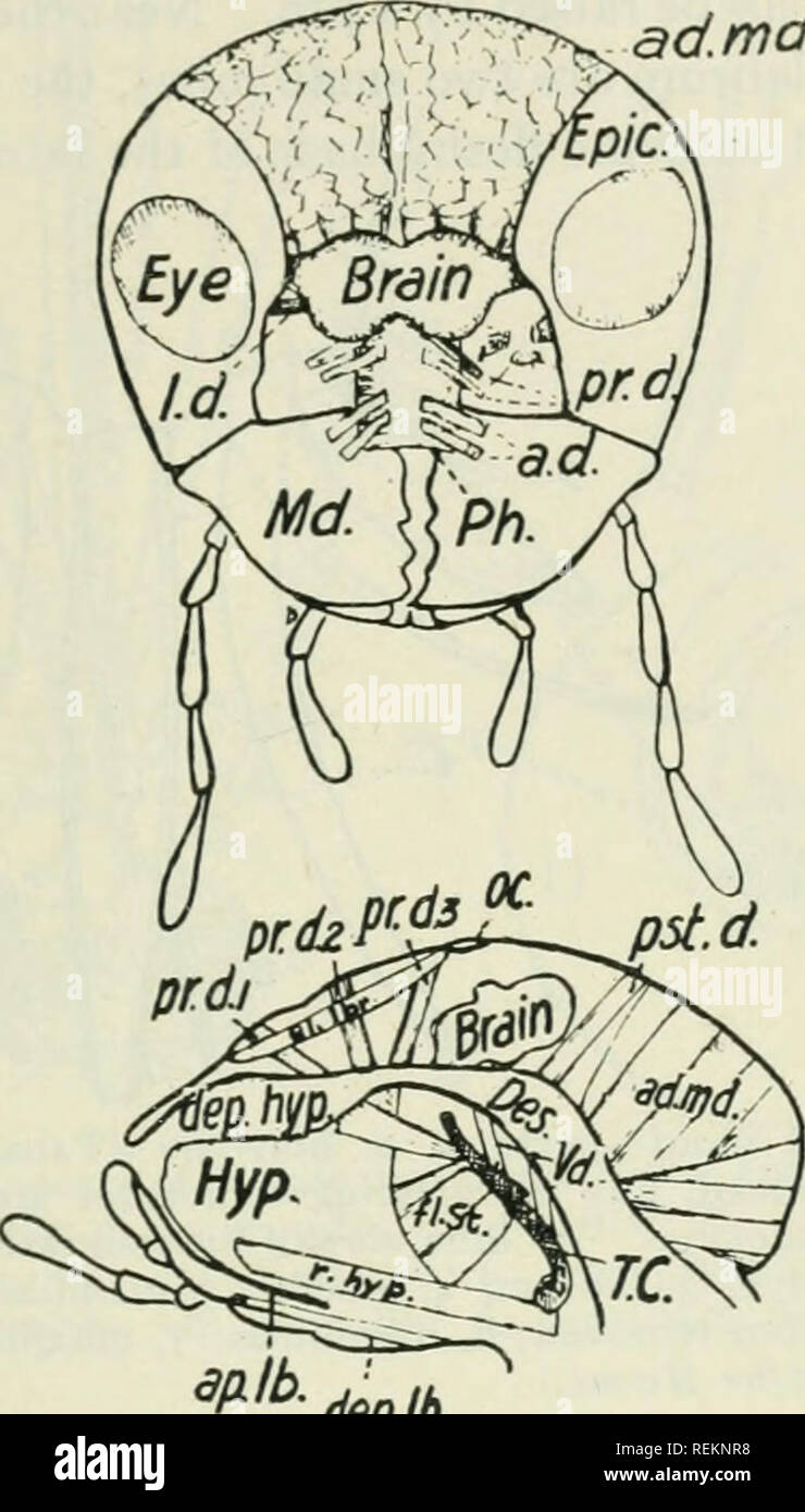 . Class book of economic entomology, with special reference to the economic insects of the northern United States and Canada. Beneficial insects; Insect pests; Insects; Insects. STRUCTURE, GROWTH AND ECONOMICS OF INSECTS 7 which is the conspicuous median portion terminating in a large labellum (Fig. lo). The mandibles are flat and sword-Uke; the maxillae are narrower, but with broad conspicuous palpi; the hypopharynx and labrum-epipharynx are also narrow and lancet-like. admd.. depM Fig. 9.—Front of head of Gryllus pennsylvanicus with face and vertex removed. Upper Figure.—£/&gt;i&lt;;., Epicr Stock Photo