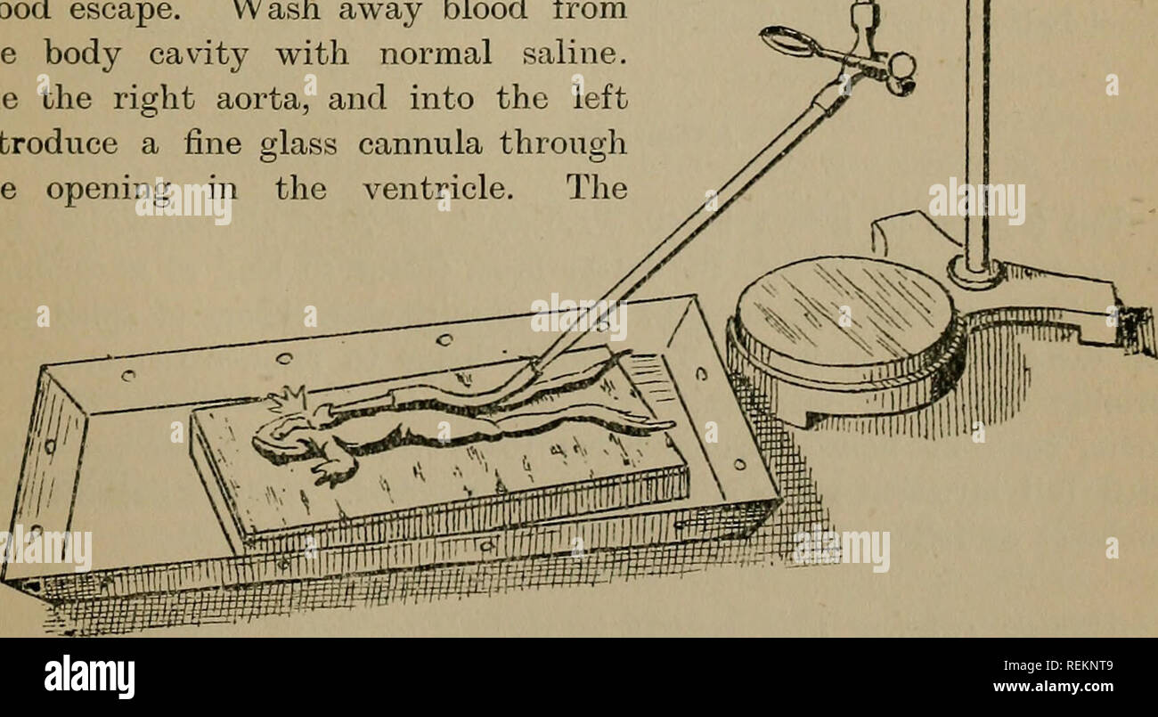 . A class book of (elementary) practical physiology : including ...