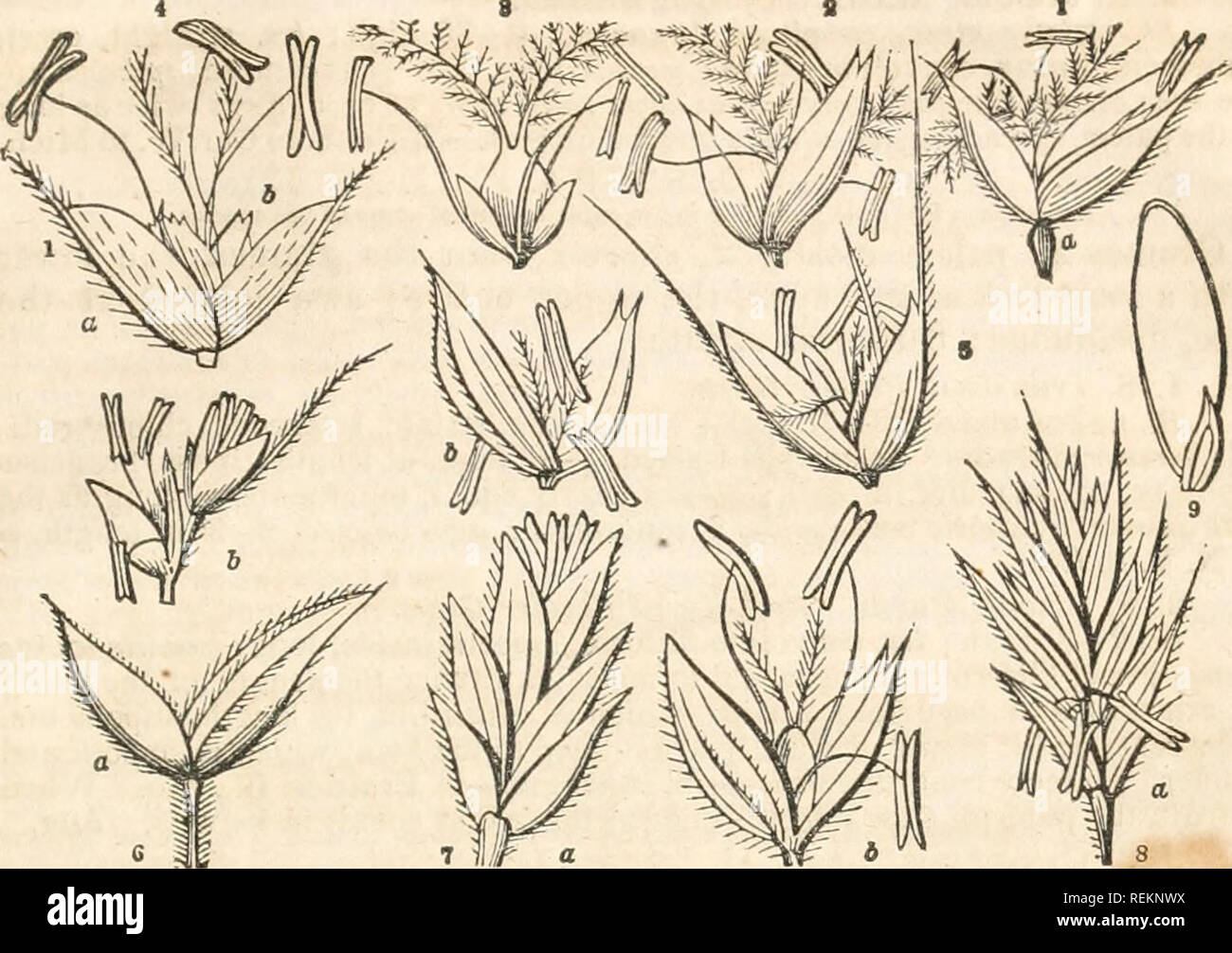 . A class-book of botany, designed for colleges, academies, and other seminaries ... Illustrated by a flora of the northern, middle, and western states; particularly of the United States north of the Capitol, lat. 38 3/4. Botany; Plants -- United States; Plants -- Canada. Aristida. CLXI. GRAMINE^. 8 9 595. Tribe 1. STIPACE^.—Infloresence panicled, Spikelets solitary, l-flover- ed. Glumes membranaceous. Paleae mostly two, lower one coriaceous, involute, awned. 1. ARISTlDA. Lat. arista, an awn; characteristic of the genus. Panicle contracted or racemose; glumes 2, unequal; paleae pedi- cellate, Stock Photo