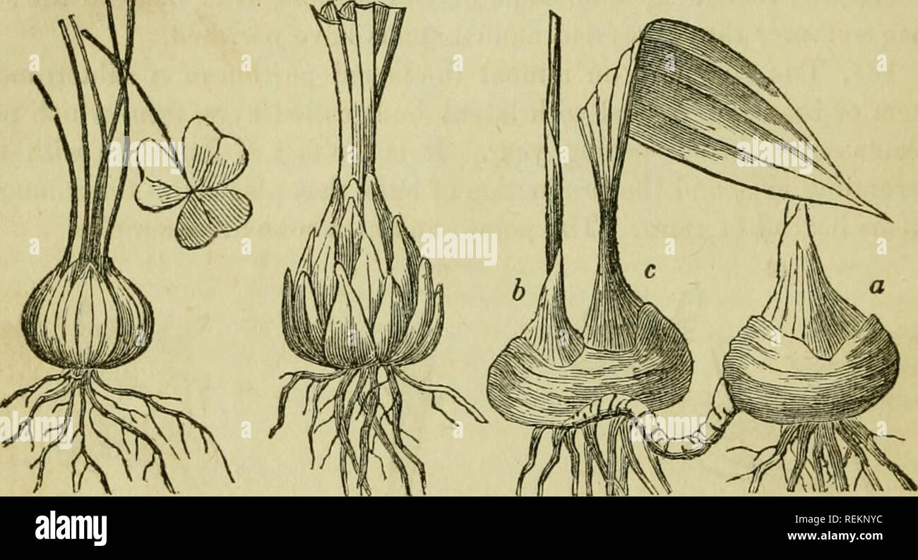 Grows from corm hi-res stock photography and images - Alamy