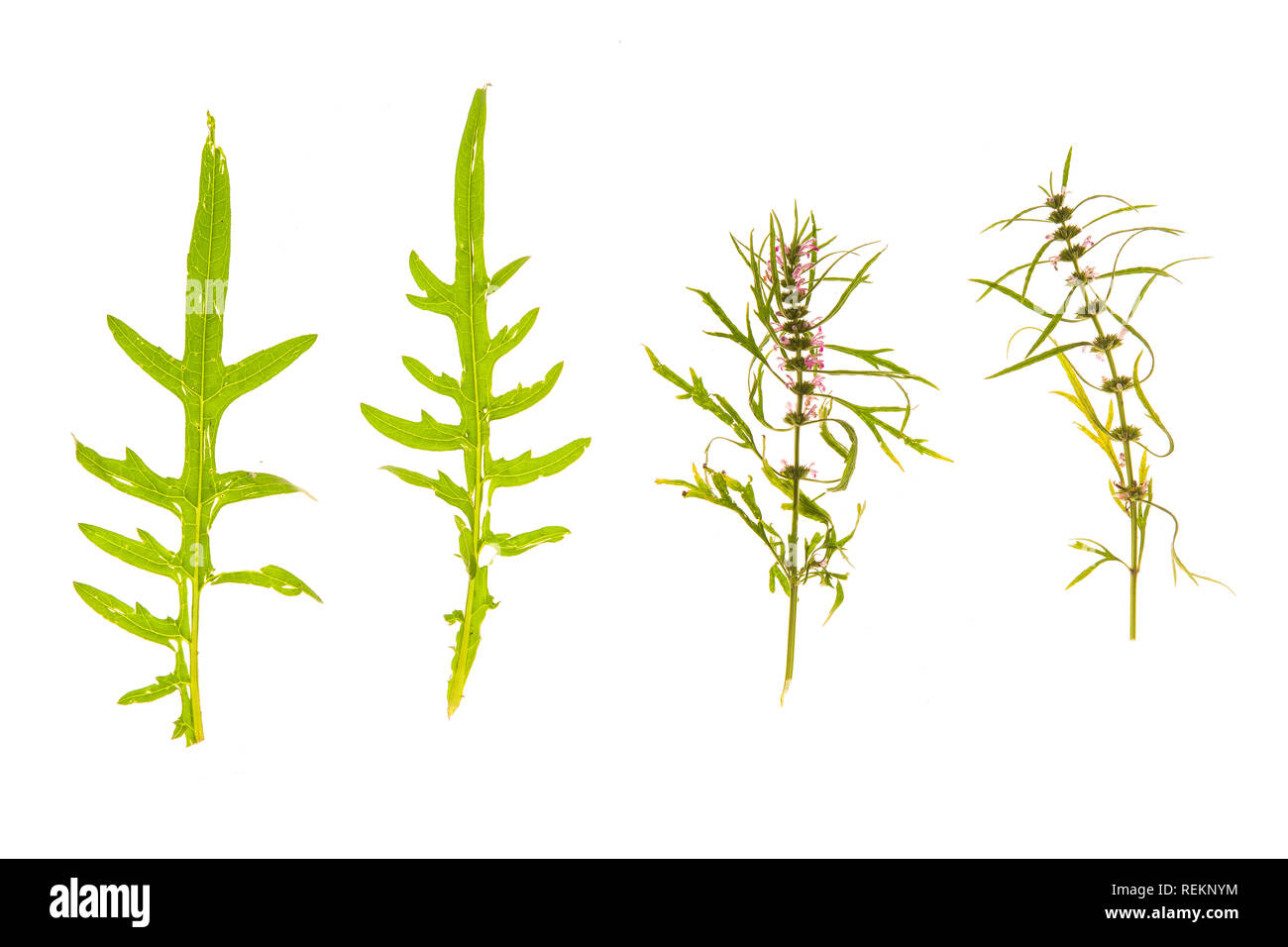 Set of grass, leaves, flowers, plants, and stems. Collection of green