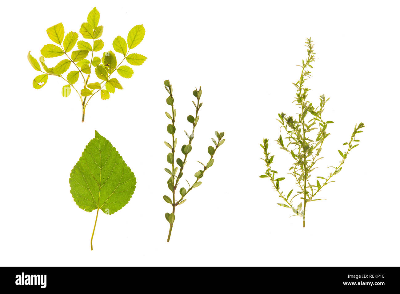 Set of grass, leaves, flowers, plants, and stems. Collection of green