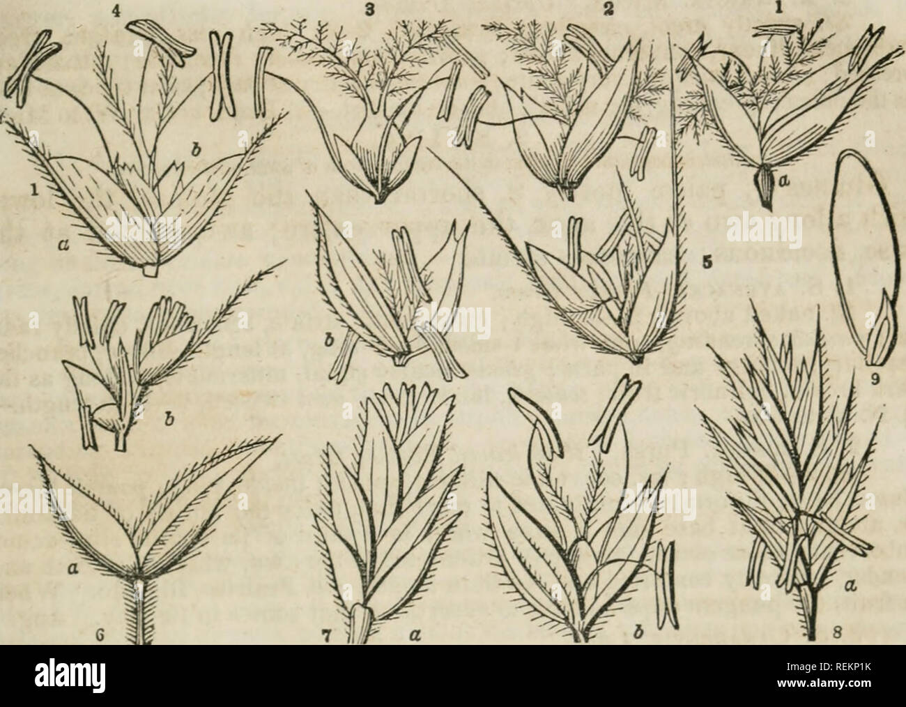 . A class-book of botany, designed for colleges, academies, and other seminaries ... Illustrated by a flora of the northern, middle, and western states; particularly of the United States north of the Capitol, lat. 38 3/4. Botany; Plants -- United States; Plants -- Canada. Aristida. CLXI. GRAMINE^. 595. Tribe 1. STIPACEJE.—Infloresence panicled. Spikelets solitary, 1-flower- ed. Glumes membranaceous. Paleaa mostly two, lower one coriaceous, involute, awned. 1. ARISTlDA. Lat. arista, an awn; characteristic of the genus. Panicle contracted or racemose; glumes 2, unequal; paleas pedi- cellate, low Stock Photo