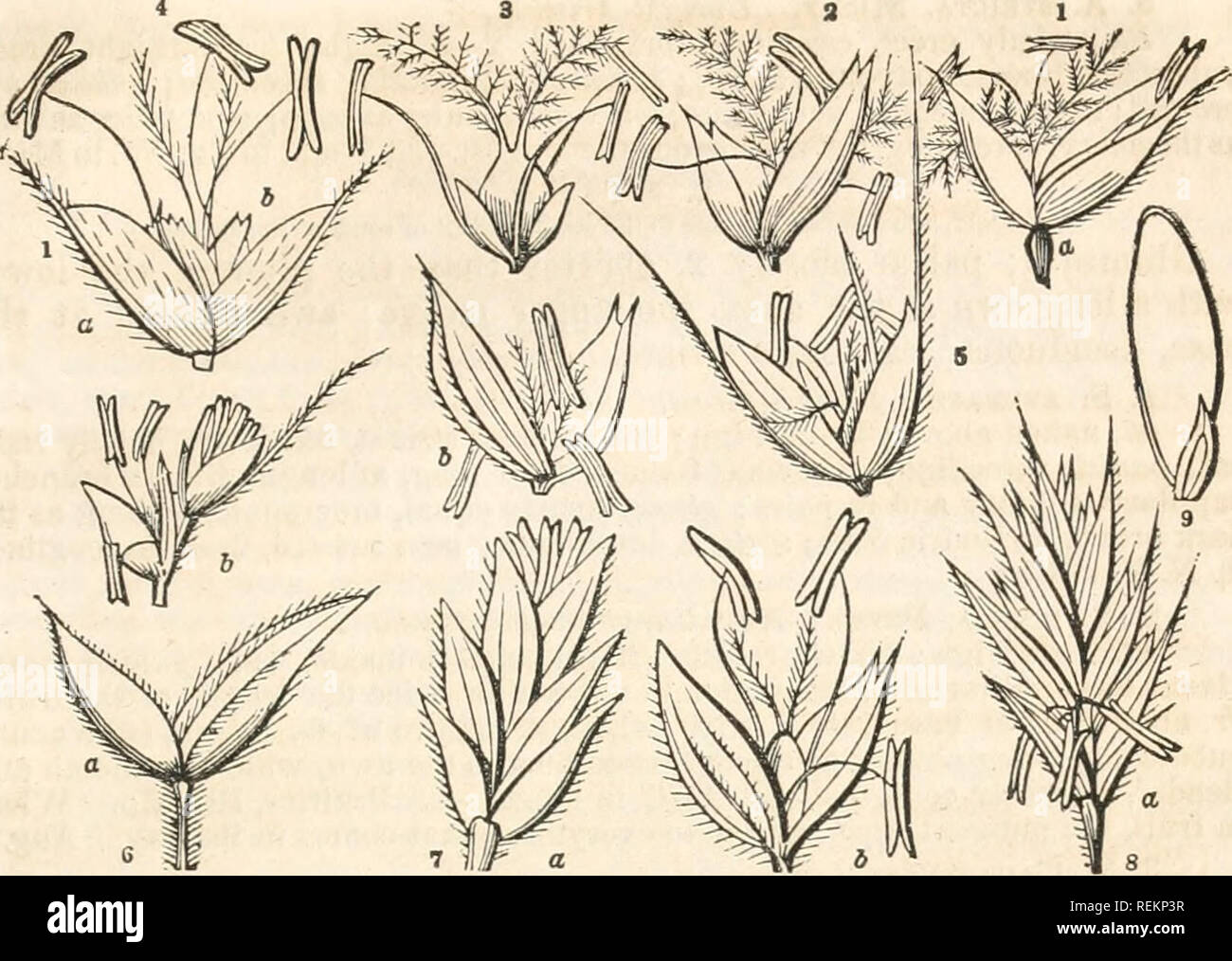 . A class-book of botany; designed for colleges, academies, and other seminaries ... illustrated by a flora of the northern, middle, and western states; particularly of the United States north of the capitol, lat. 38 3/4 o. Botany; Plants -- United States; Plants -- Canada. Aristida. CLXI. GRAMINE^. 595. Tribe 1. STIPACEjE.—Infloresence panicled. Spikelets solitary, 1-flower- ed. Glumes membranaceous. Paleae mostly two, lower one coriaceous, involute, awned. 1. ARISTlDA. Lat. arista, an awn; characteristic of tlie genus. Panicle contracted or racemose; glumes 2, unequal; palete pedi- cellate,  Stock Photo
