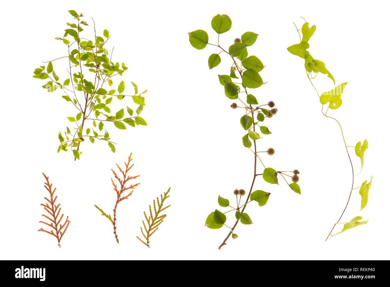 Set of grass, leaves, flowers, plants, and stems. Collection of green