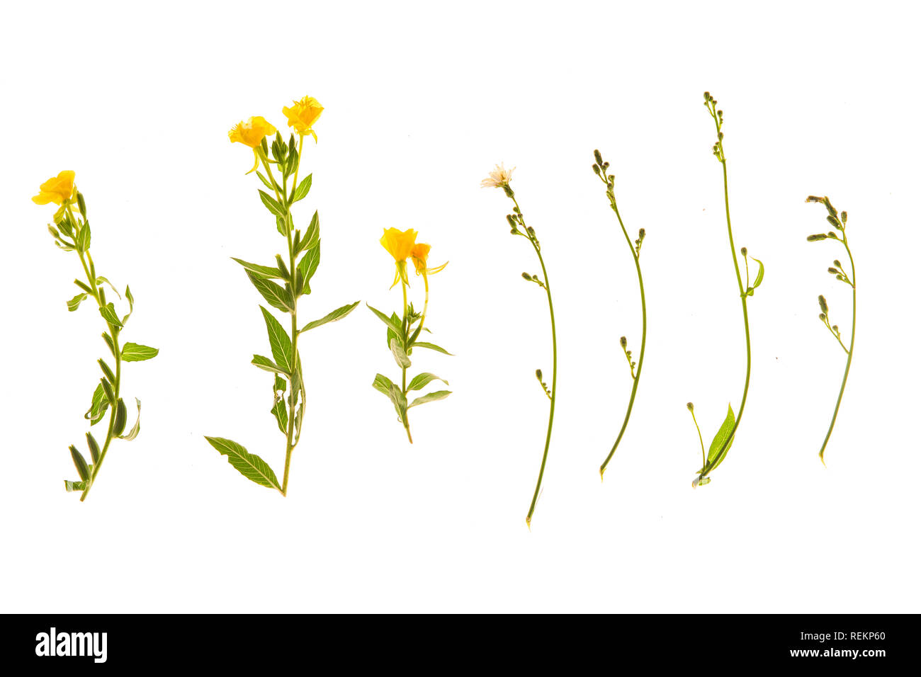 Set of grass, leaves, flowers, plants, and stems. Collection of green