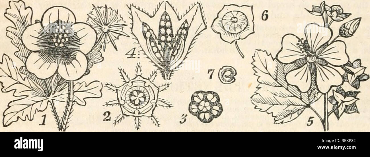 . A class-book of botany; designed for colleges, academies, and other seminaries ... illustrated by a flora of the northern, middle, and western states; particularly of the United States north of the capitol, lat. 38 3/4 o. Botany; Plants -- United States; Plants -- Canada. 206 XXXVll. MALVACEyE. Mal.a. C. Japonica. Tea Plant. Japan Rose.—Lvs. ovate, acuminate, acutely ser- rate, glabrous and shining on both sides, coriaceous and firm, on short petioles; Jls. terminal and mostly solitary; pet. obovate, of a firm texture; sta. about 50, mostly changed to petals in cultivation; stig. unequally  Stock Photo