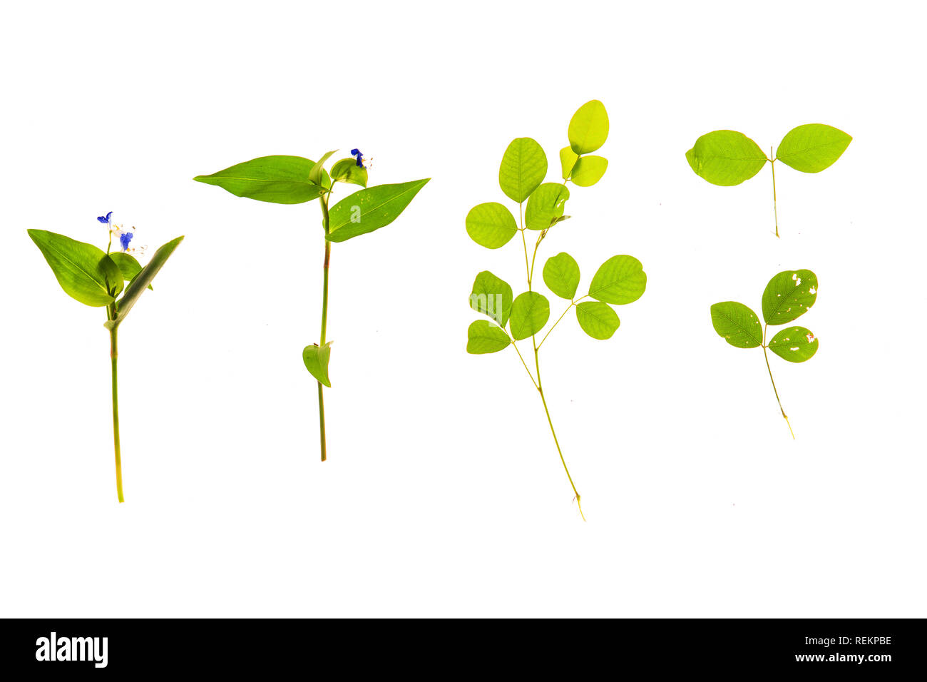 Set of grass, leaves, flowers, plants, and stems. Collection of green