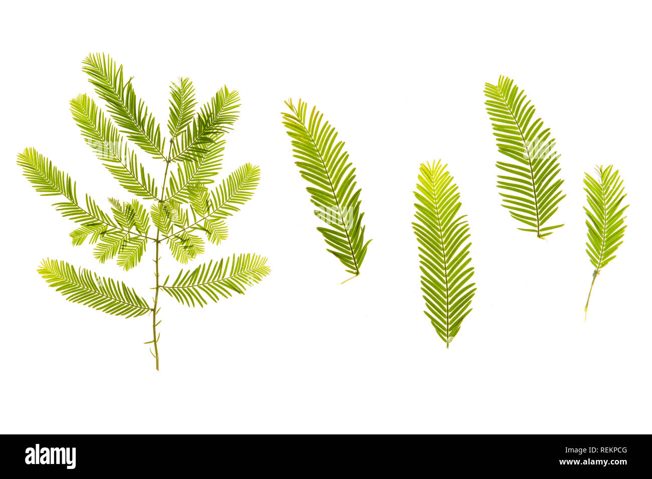 Set of grass, leaves, flowers, plants, and stems. Collection of green