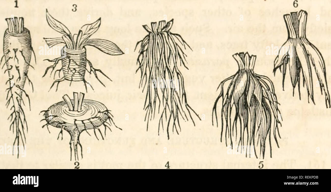 . A class-book of botany; designed for colleges, academies, and other ...