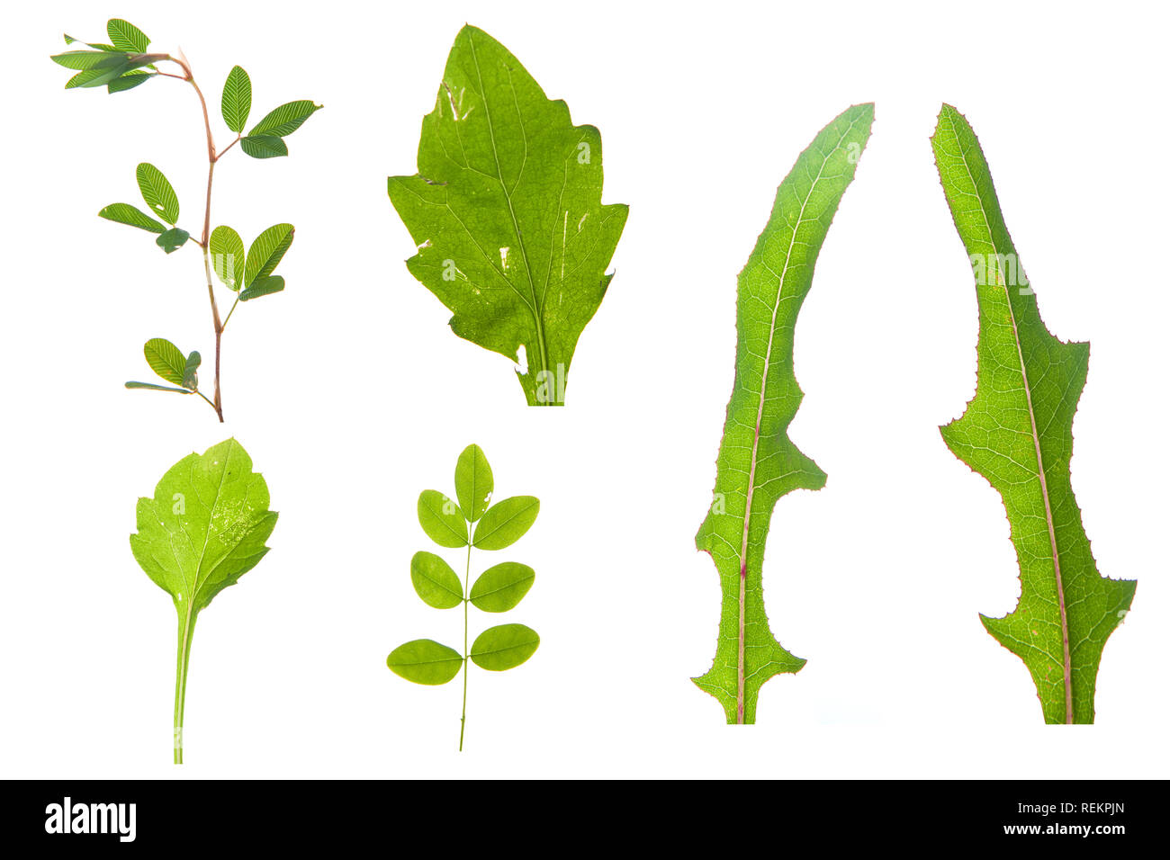 Up close beauty of wild plants Cut Out Stock Images & Pictures Alamy