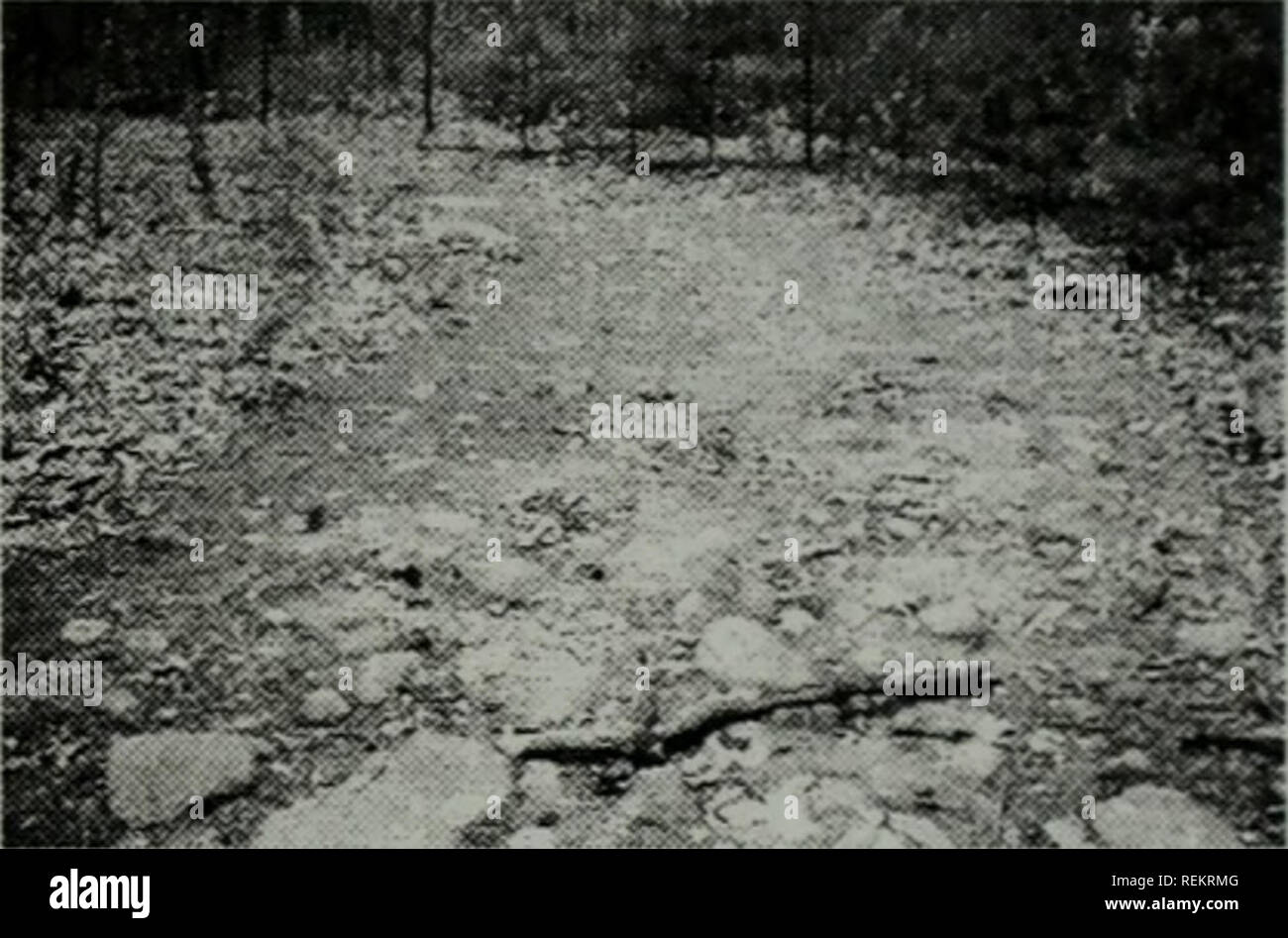 . The Civilian Conservation Corps shaping the forests and parks of