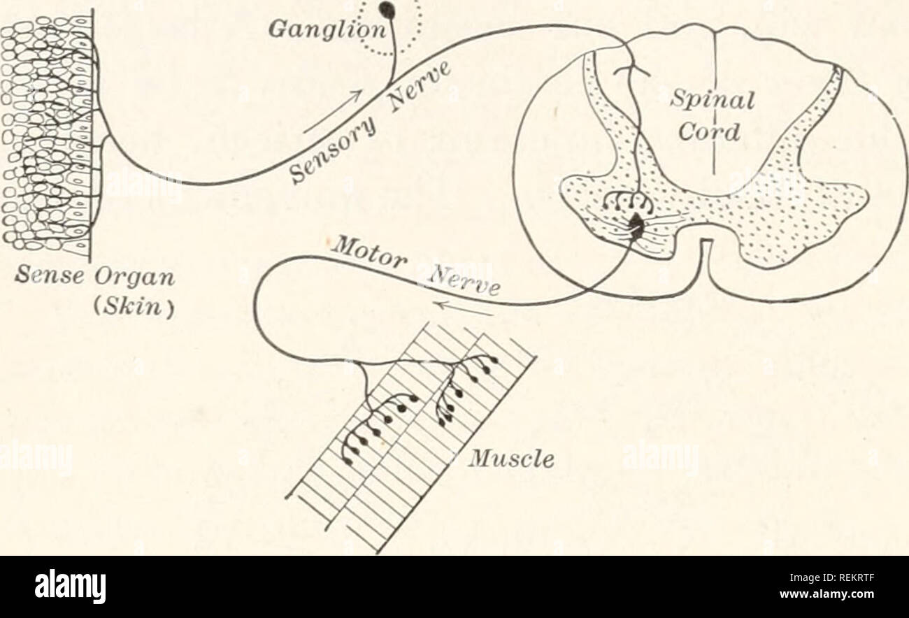  a civic biology presented in problems biology sanitation 354
