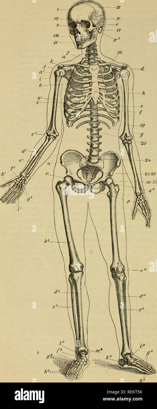 . Dr. Johannes Leunis Synopsis der thierkunde. Ein handbuch für höhere lehranstalten und für alle, welche sich wissenschaftlich mit der naturgeschichte der thiere beschäftigen wollen. Animals. 122 Zoologie obev ^ktiirgefc^ii^te beö J^terreid)««.. %ii. 96. Uebcrfiii^t über baS GfeUt btg 9Kcn|(i|en. A. ftojif. I Stirnbein. II 9}afcnbein. III 2d)eitelbcin. IV Sct)uj)pc tc^ !S(i)(äfcn= bcin§. IV aBatsenfcrtfa^ bcSfctb. V S(f)liifcngvu6e. VI 3ccf)b03en. VII gliigel te« teUbeim^. VIII öbcrticfer (maxiUa). IX Untevficfer (mandi- büla). B. Mutntif iml) 6ytrcmitöten= giirtcl. 7 bcv 7., b. I). tcv le^te Stock Photo