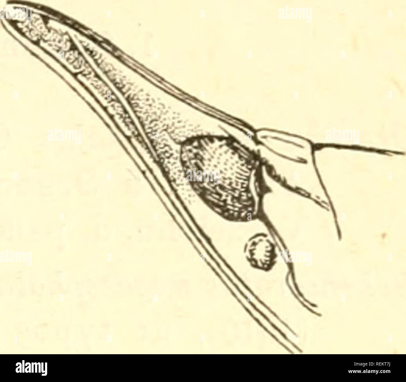 Cixiidae Orgeriaria Hemiptera Russia 8nd Dµdºd Nd D Nd 8 41 D 2 Gt D Dºd D N D D Nnd D Ndµ D D N D D N N D D D D D Nnn D Nd Dµd D D Nnnnn Nd N Ndµd D D D N N Nd D D D D Dµnnd D N Ndµd D Dµd D D Nd Dºd Nd D Nnn D D D D D Ndºd N N