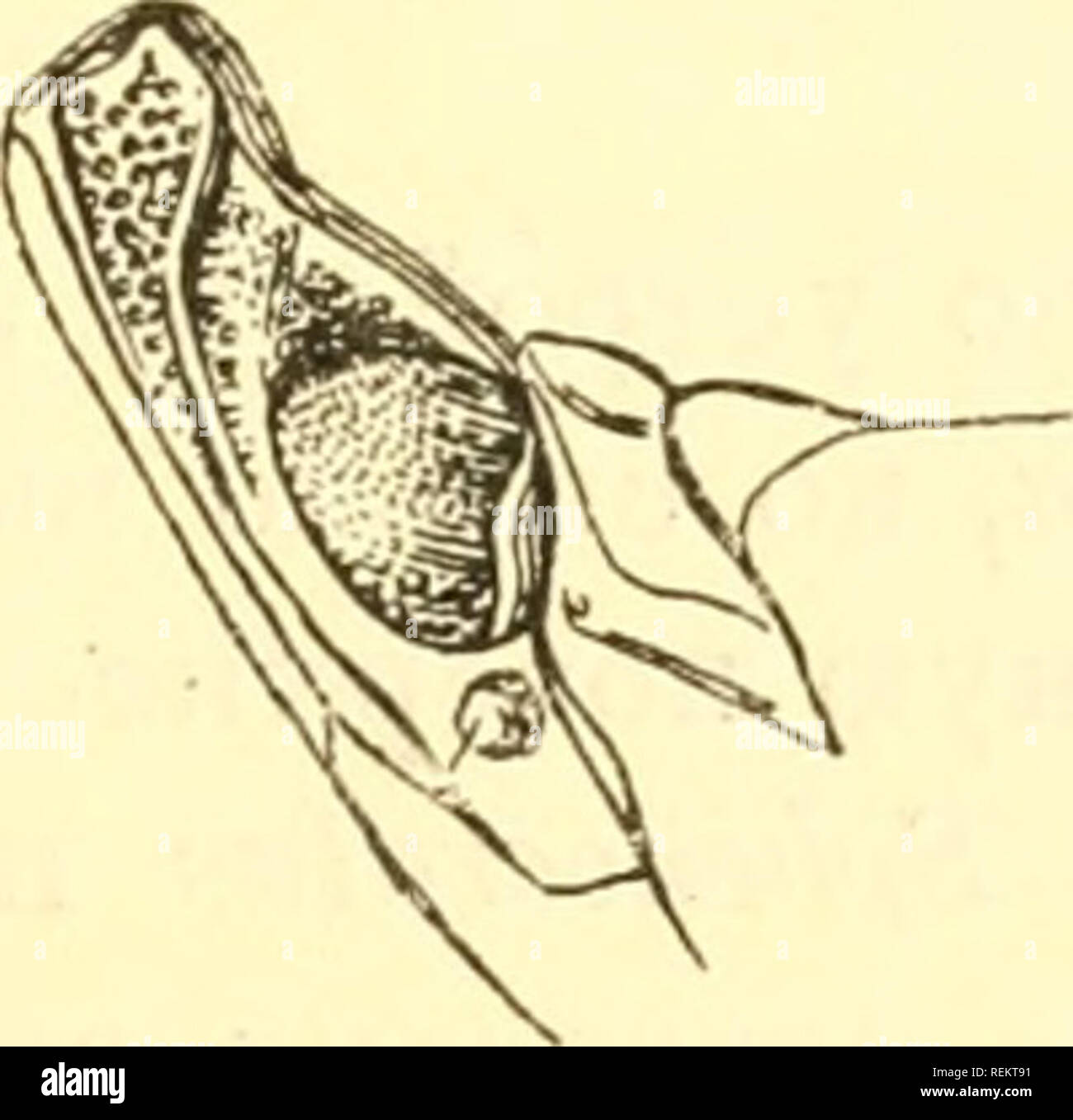 Cixiidae Orgeriaria Hemiptera Russia Dd D Ndºd 31 D Dªdd D Dµ D D D Nd D D D D A D 1d Dµn Dµd D D D D 1 D D 1d Lt D 1d 1dµd D D D D D D D Ddµ Nd D D D D Dd Nd D Nd Nnd Dµd D D Dd Dµd D D Dd D Dµ Nd D Dnd Dµ 2a4 D N1d D D D