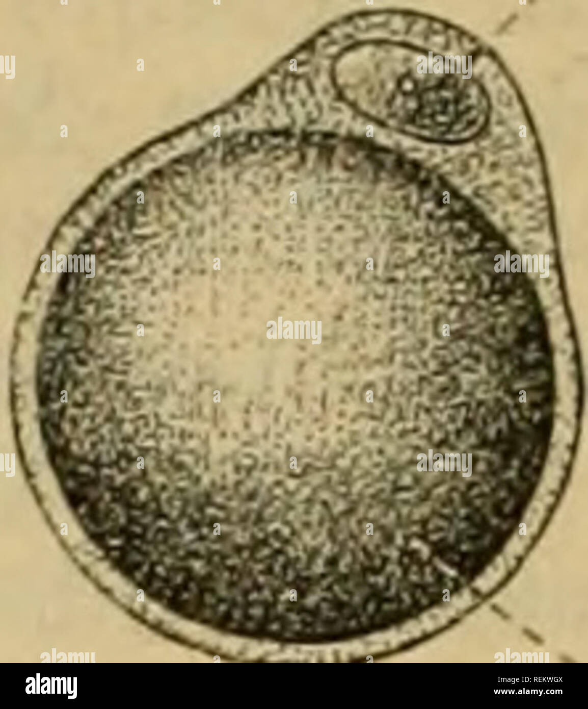 . Dr. Johannes Leunis Synopsis der thierkunde. Ein handbuch fÃ¼r hÃ¶here lehranstalten und fÃ¼r alle, welche sich wissenschaftlich mit der naturgeschichte der thiere beschÃ¤ftigen wollen. Animals. 5tg. 16. 'â¢^^igmentilâ tcÃ¶ ^^Iattcne^.Mt6c( Ã¼cn ber )V(Ã¤(^e gefe^en; (iOOmaf Ã¶ergrcjjert. 55ig. 17. (Sine ftart Â»crgrcÂ§evte tettjette; a ber Sfern ber eile; b bie groÃe bcn 3eÃ¼en(eib faft gaiij eriÃ¼(= lenbe iyetttugel. fold^e 3eÃen fef)en oft auf ben erften 3(nbltcf uuv Â»ie bloÃe gettfugeln au8 unb erft bie&quot; naivere SÃetrod^tiing le^rt, baf3 bie^^rttfuget Hon einer bÃ¼nnen ^i^rotoa wo  Stock Photo