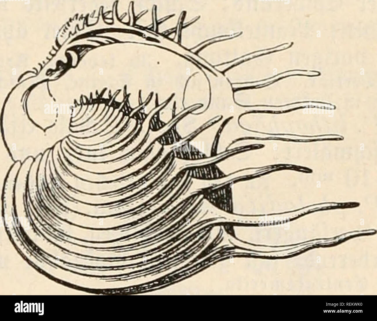I A D Venus High Resolution Stock Photography And Images Alamy