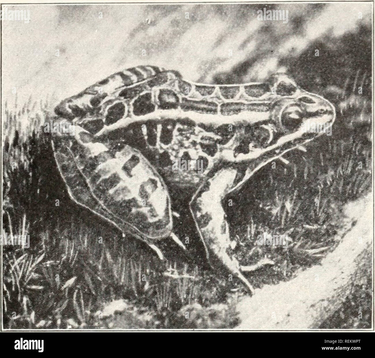 A civic biology : presented in problems. Biology; Sanitation. 188 ANIMALS CLASSIFIED CLASSIFICATION OF AMPHIBIA ORDER I. Urodela. Amphibia having usually poorly developed appendages. Tail persistent through life. Examples: mud puppy, A civic biology : presented in problems. Biology; Sanitation. 188 ANIMALS CLASSIFIED CLASSIFICATION OF AMPHIBIA ORDER I. Urodela. Amphibia having usually poorly developed appendages. Tail persistent through life. Examples: mud puppy,