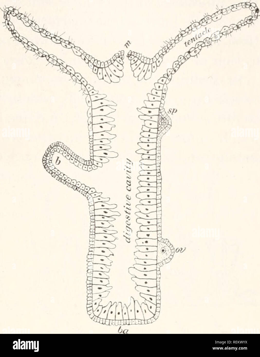A Civic Biology Presented In Problems Biology Sanitation T B Different Forms Of Tissue Cells Bone Making