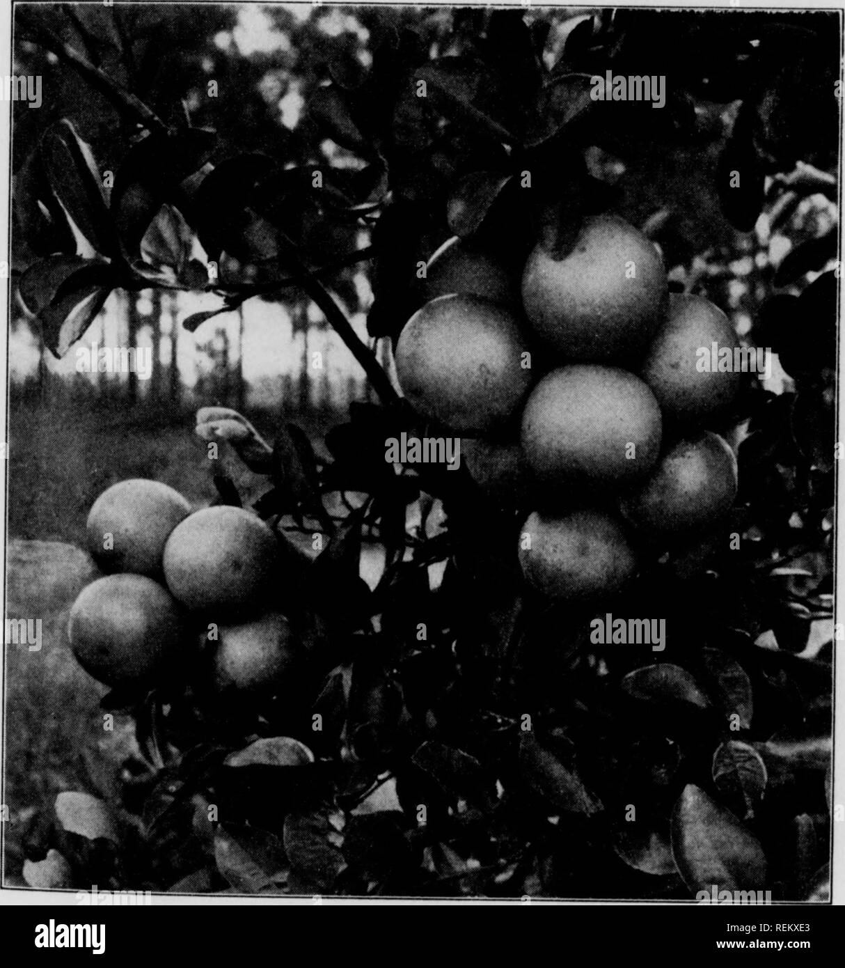 Cirtus fruits under irragation. Citrus fruits; Fruit-culture. Fig. 14 § 20  CITRUS FRUITS IN GULF-COAST STATES 23 VARIETIES OF GRAPEFRUIT 35. Many  budded varieties of grapefruit are offered for sale by