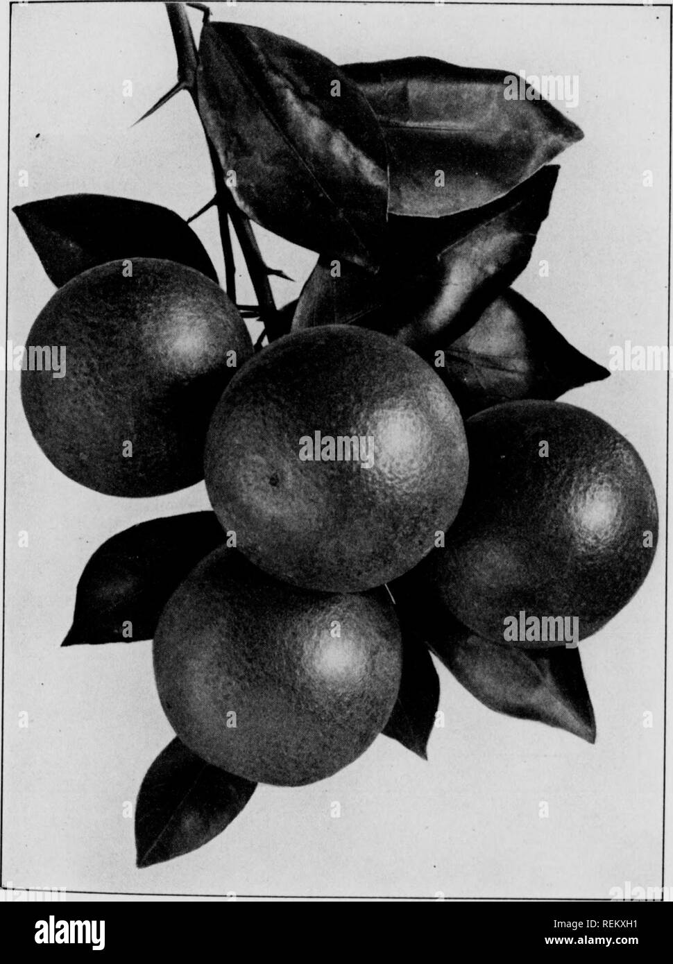 . Cirtus fruits under irragation. Citrus fruits; Fruit-culture. Fig. 6 Strong, upright grower, practically thornless, and prolific when mature. 20. The Madam Vinous is a variety that originated as a seedhng m the Indian River section of Florida. The fruit is roundish and slightly flattened in form; it may be small, med- ium, or large in size; the color is orange. The quality is very fine, the juice plentiful, and the sweetness is well blended with the acid. The fruit ripens in midseason, which is during Decem- ber and January. The trees are strong and vigorous.. 13 Fig. 7. Please note that the Stock Photo