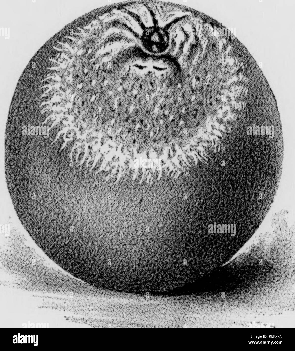 What Causes Mold On Fruit