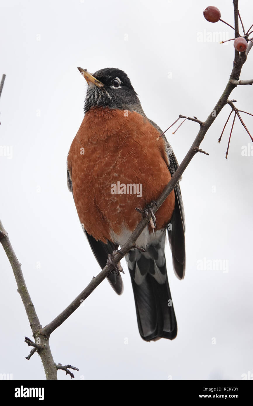 Turdus migratorius Stock Photo
