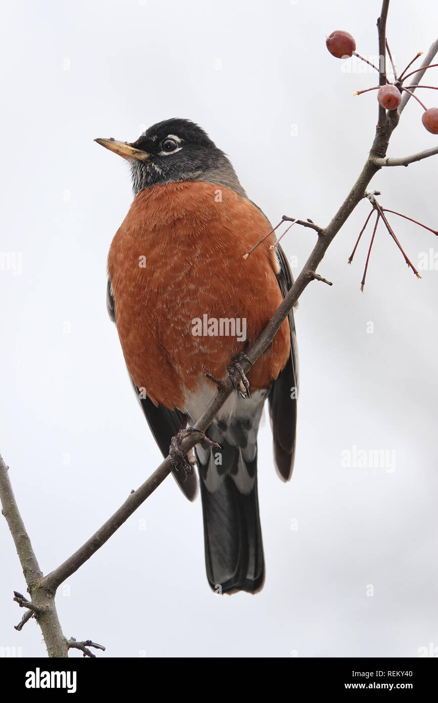 American robin Stock Photo